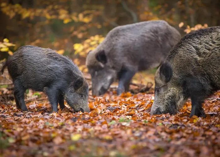 Alb 度假居 Messstetten